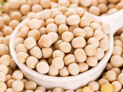 大粒白豌豆生的干豌豆可食用图1